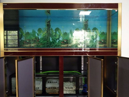 深圳龙岗平湖地区 一站式水族与宠物生活服务指南