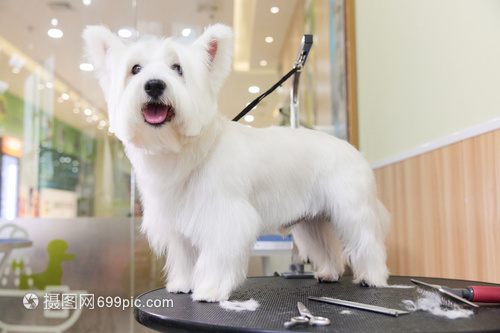 宠物店犬类剪毛美容体验 专业与温情的角落