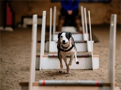 鞍山训犬学校 专业宠物服务打造和谐人宠关系